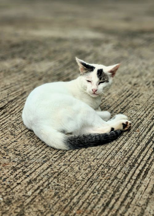 ネコ, ペット, ペットの写真の無料の写真素材