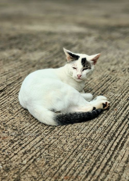Free White and black cat lounging on textured ground outdoors, showcasing serene feline pose. Stock Photo