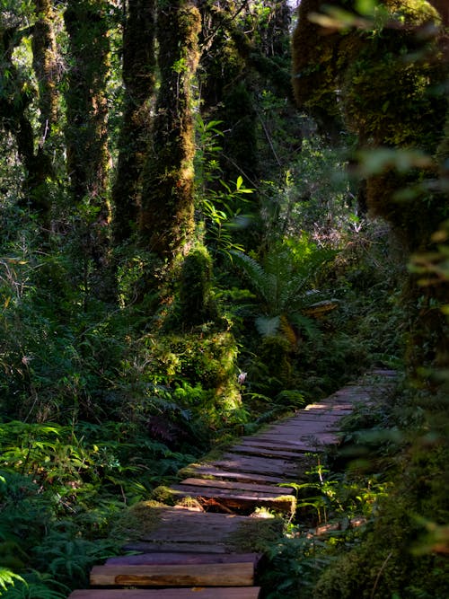 Pathway in the Jungle
