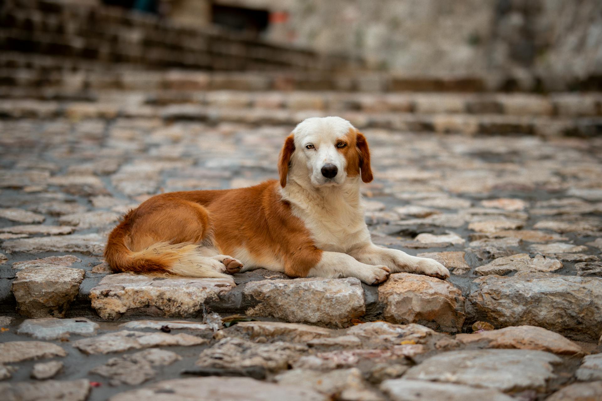 A stray beautiful dog in the middle of the street.