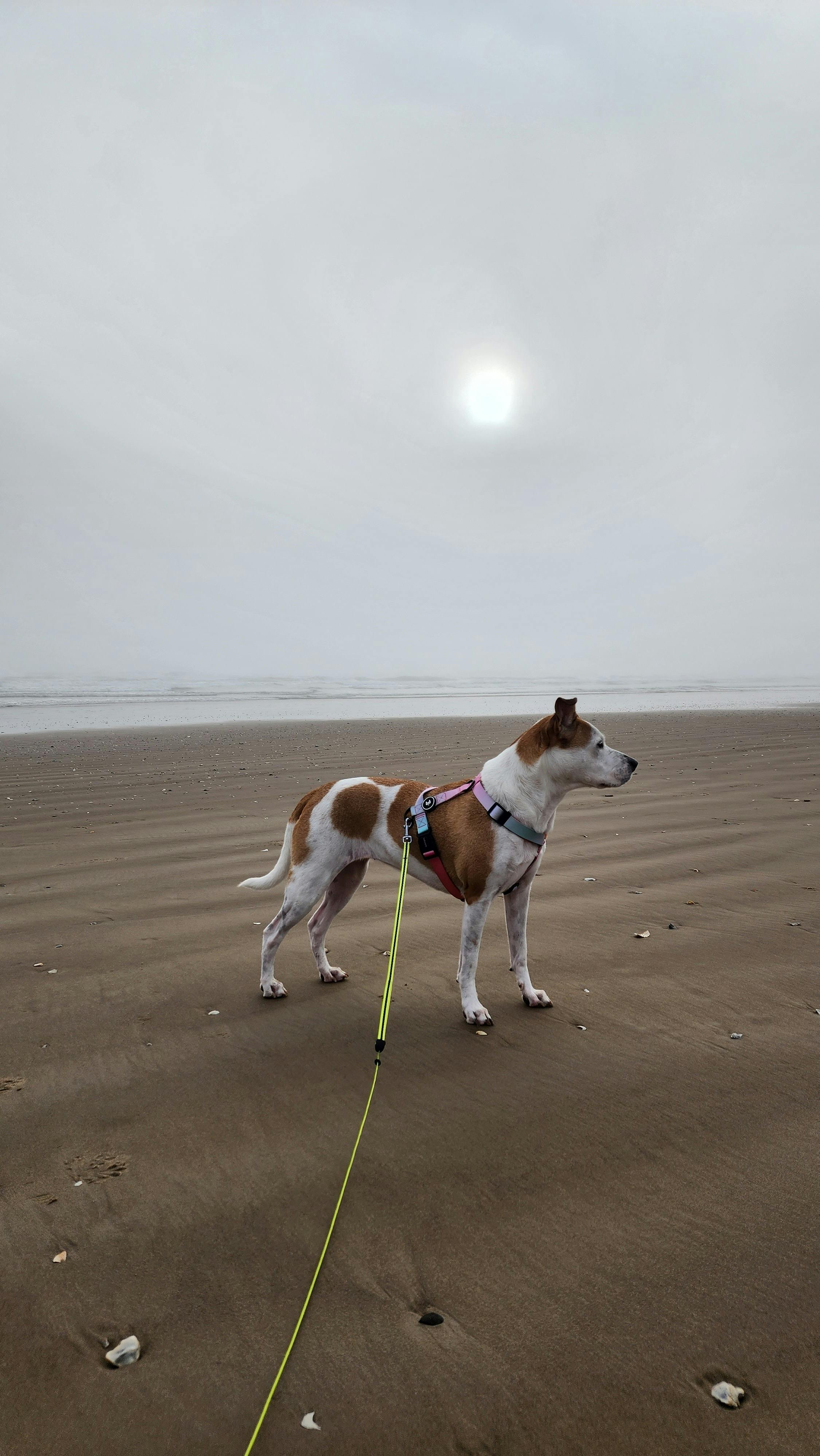 jack russell terrier on the beach