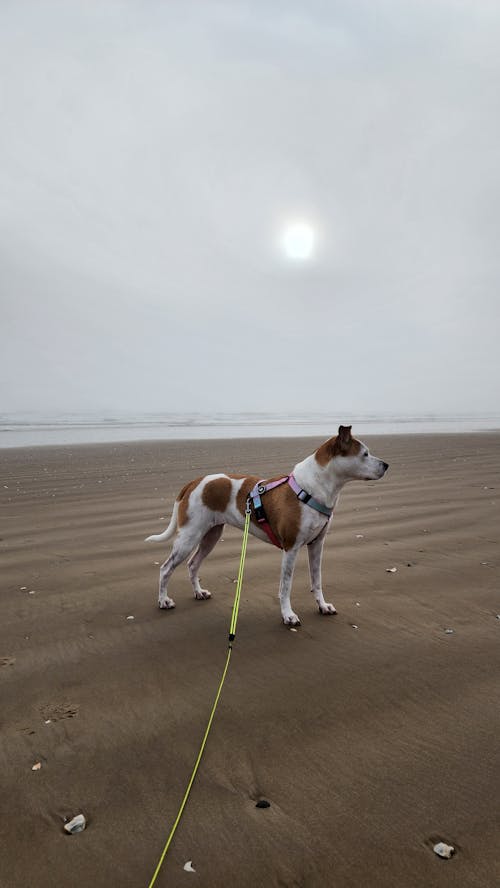 Jack Russell Terrier on the Beach