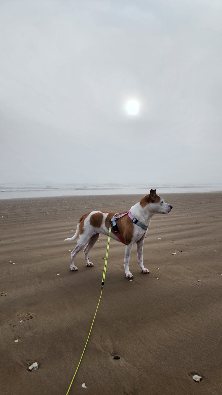 Jack Russell Terrier On The Beach