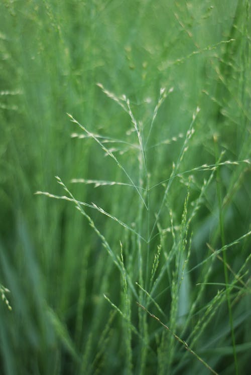 Close-up of Green Grass
