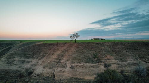 A Tree in the Middle of Green Grass Field 