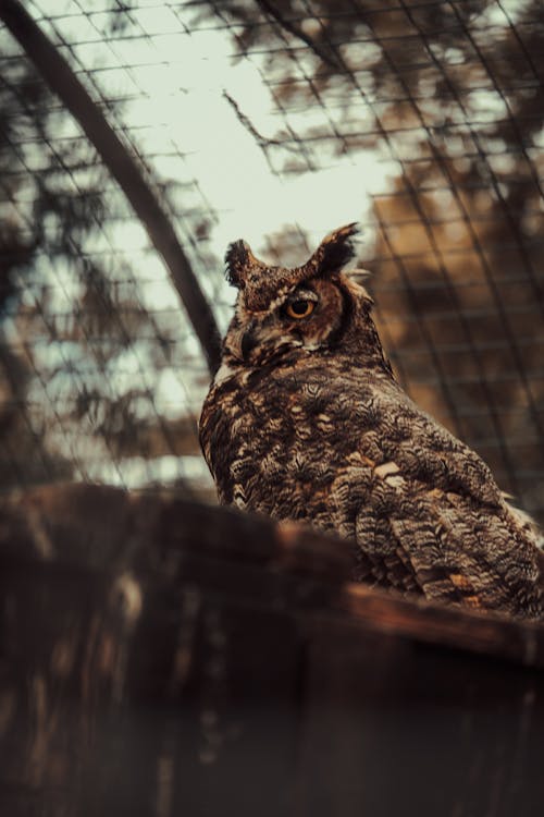 Eurasian Eagle-owl in the Aviary