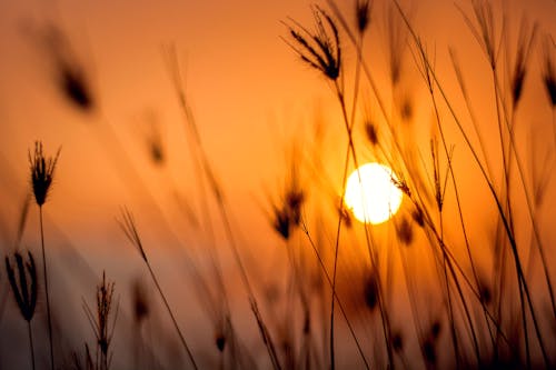 Photographie De Silhouette D'herbe