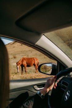 View from car of brown horse grazing in field, creating a serene countryside drive vibe.