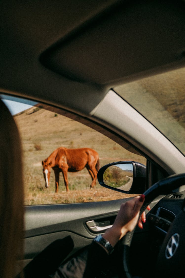 A Person Driving A Car While Looking At The Brown Horse On Grass Field