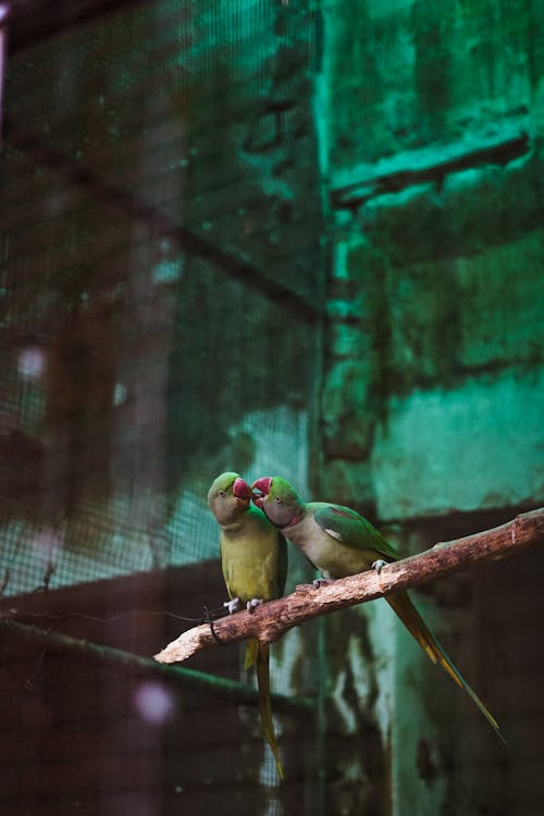 Parakeets Perched on a Branch 