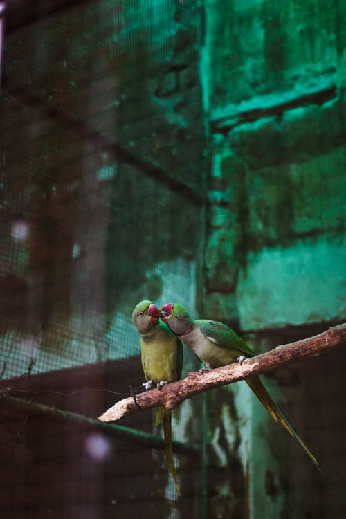 Free Two rose-ringed parakeets perched on a branch in a moody indoor setting. Stock Photo