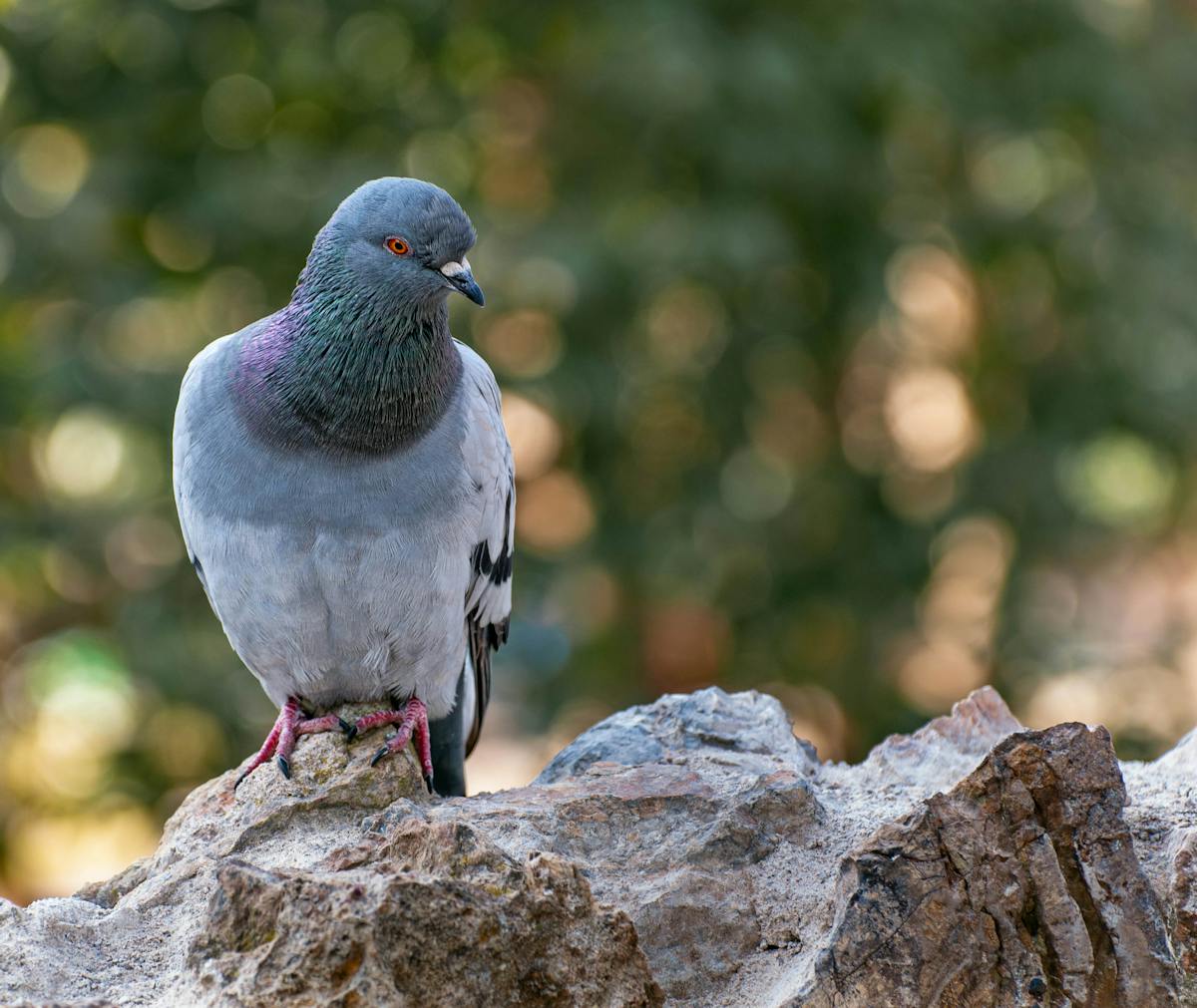 Pigeon Trapping & Removal in Bothell, Washington