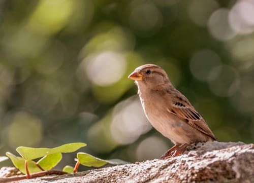 Close-up od a Sparrow 