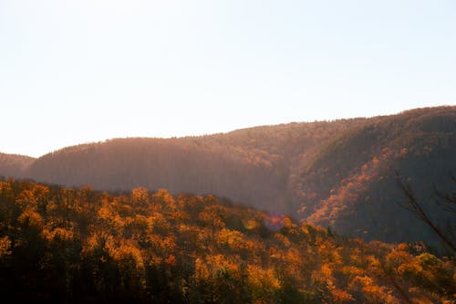 Free Landscape of Mountains Covered in Trees in Autumn  Stock Photo