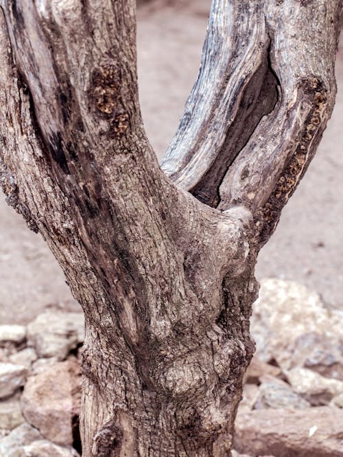 Free Close-up of a Dry Tree Trunk  Stock Photo
