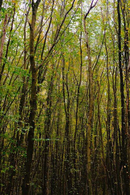 삼림지대, 수직 쐈어, 숲의 무료 스톡 사진