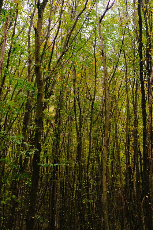 Free Vertical shot of a serene autumn forest with tall trees reaching the sky. Stock Photo