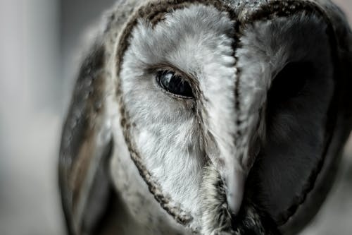 Close-Up Photo of Owl