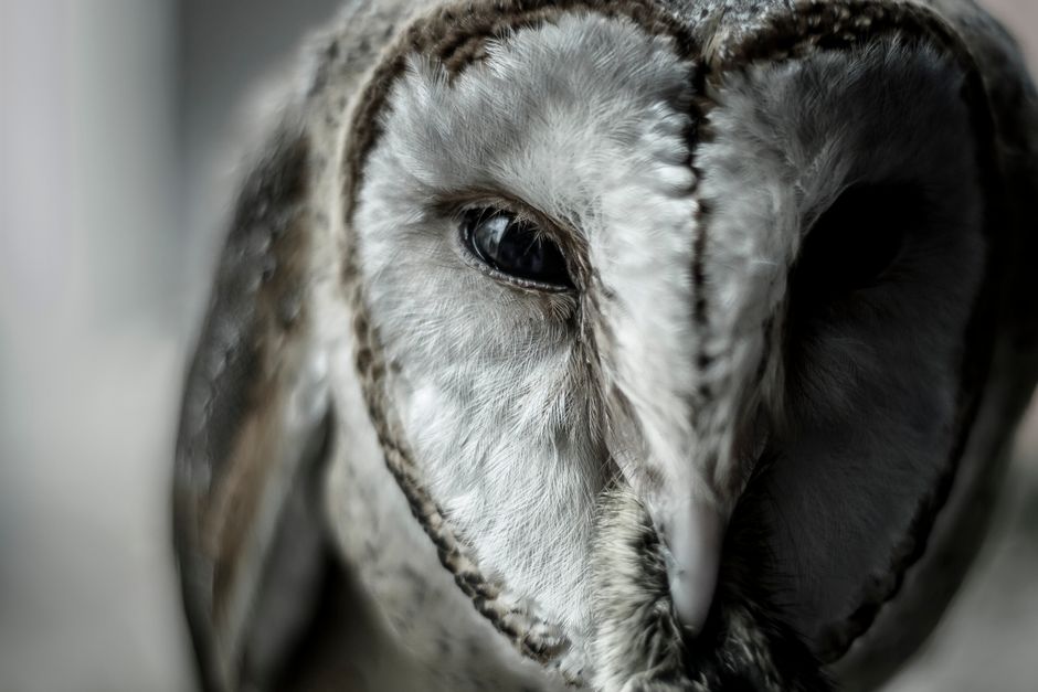 Stunning close-up of a barn owl highlighting its intricate details and piercing eyes.