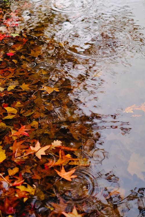 Golden Autumn Leaves in Water