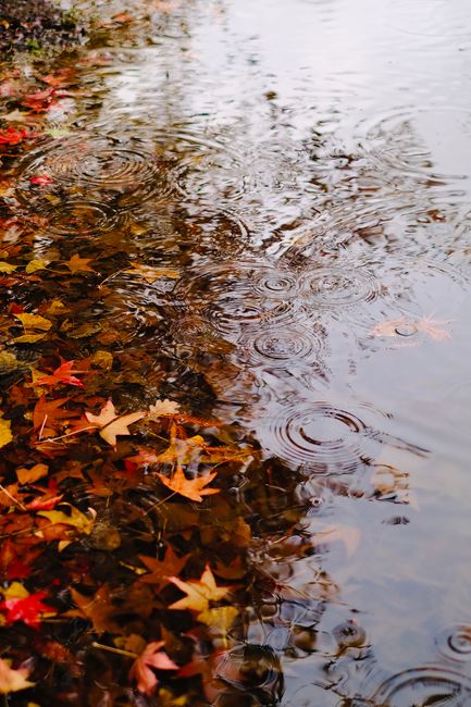 Vibrant autumn leaves reflect in a serene pond under gentle rain, embodying the fall season's beauty.
