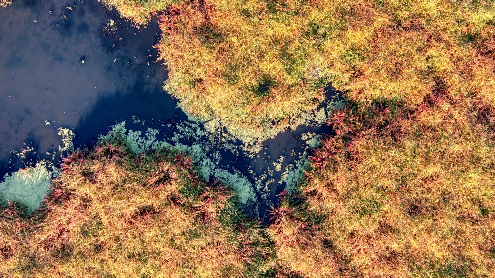 Captivating aerial view of colorful marshland in fall, capturing nature's vibrant palette and tranquil water reflections.