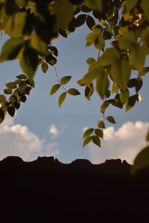 Free Low-angle view of leaves framing a serene blue sky with white clouds. Stock Photo