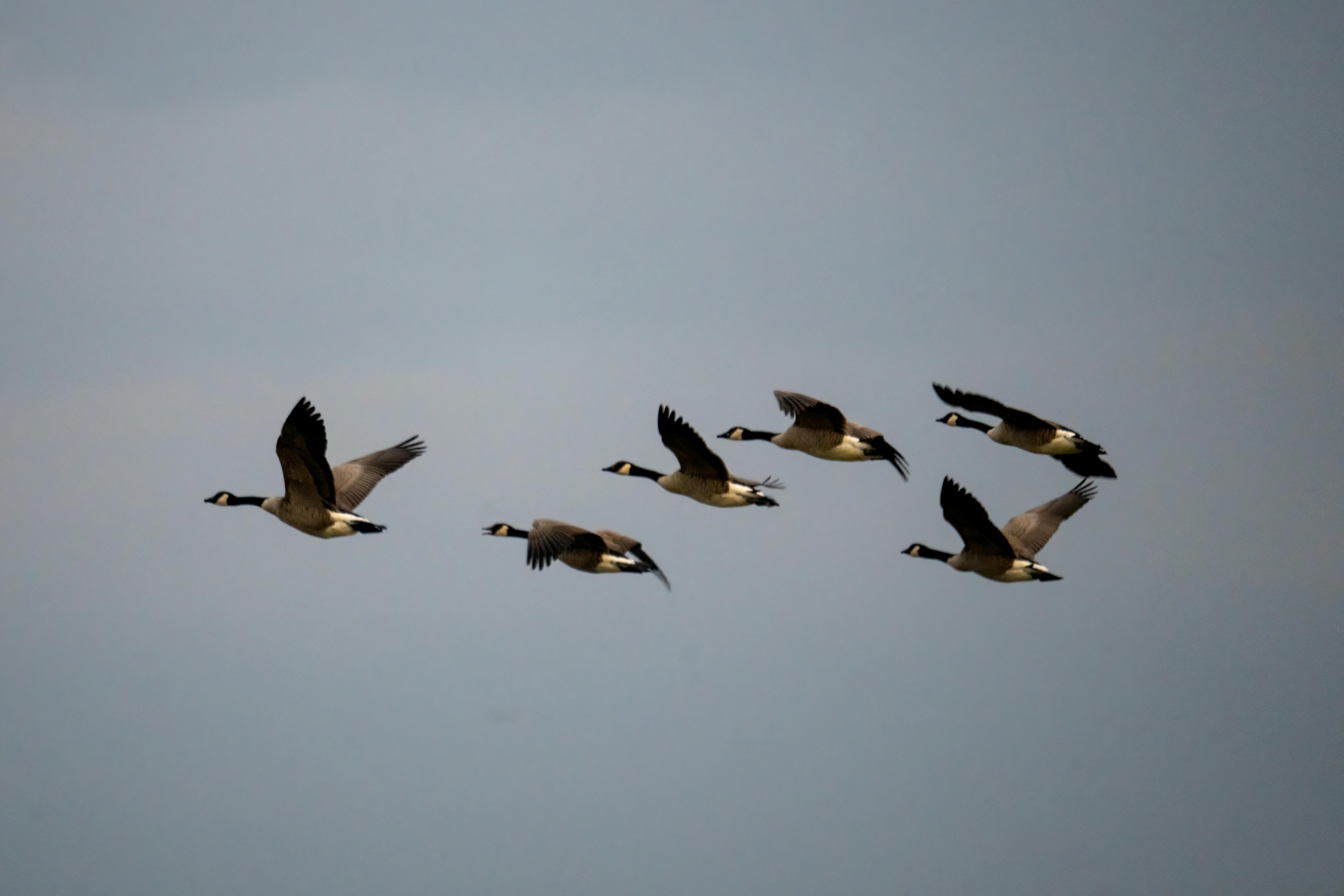 Migrating
