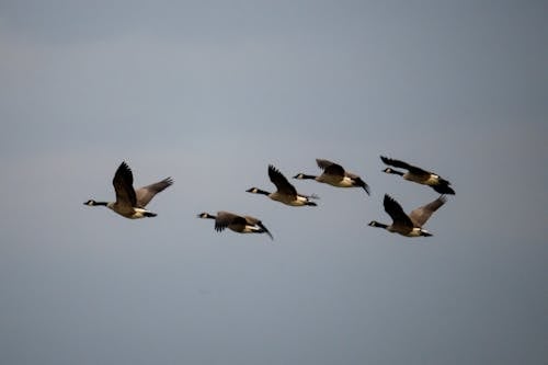 birds_flying, 거위, 날으는의 무료 스톡 사진