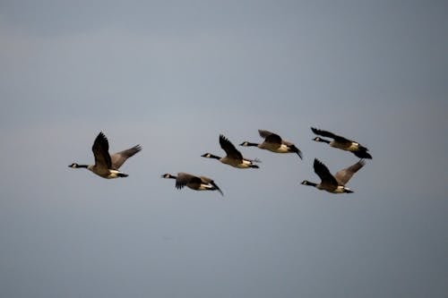 Flock of Birds Flying Under Blue Sky