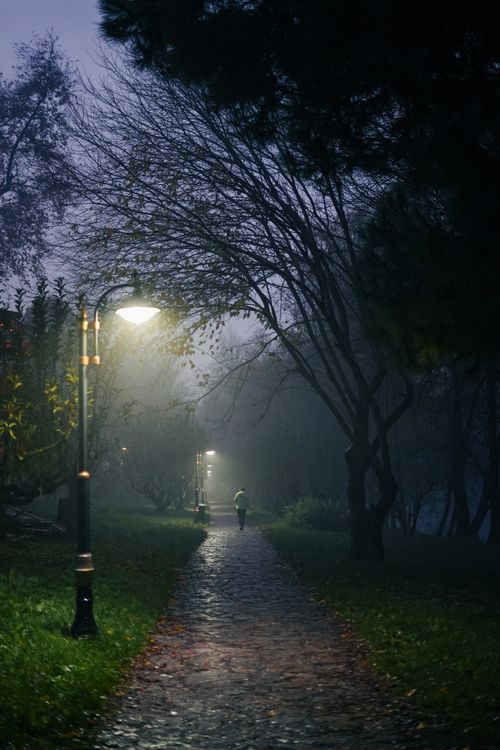 Dimly Pathway Trees Beside a Pathway · Free Stock Photo