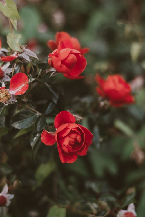 Blooming Red Roses on a Shrub