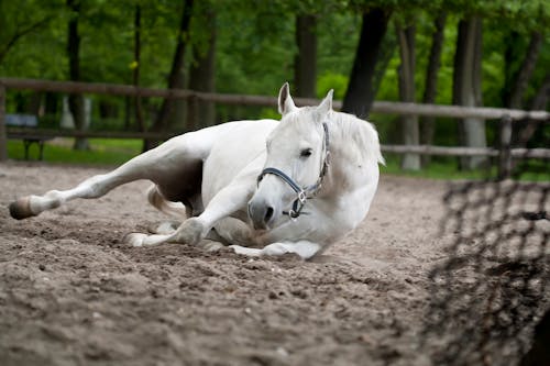 Selective Focus Photography of White Horse Laying on Ground