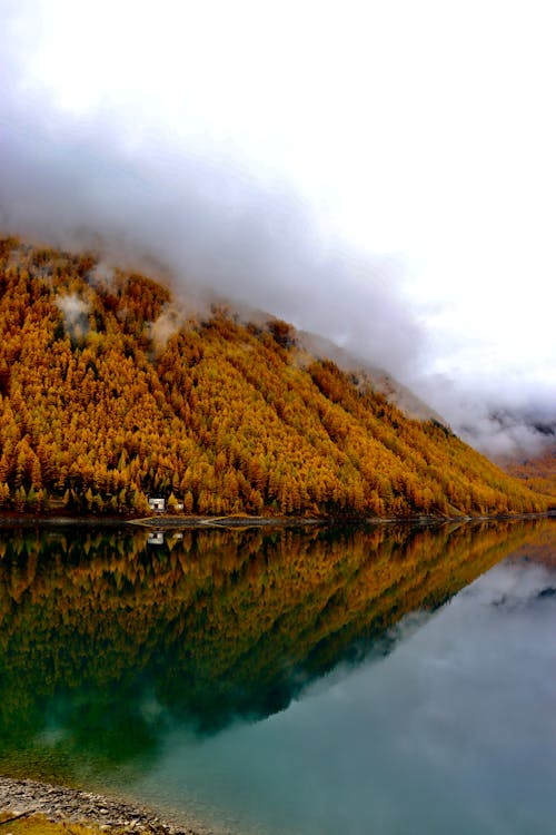 Trees on Mountain Near Body of Water