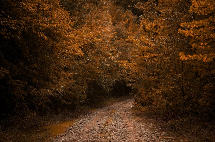 Unpaved Road In Between Trees