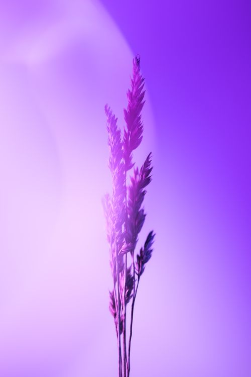 Free Artistic photograph of purple-hued grain stalks against an abstract blurred background. Stock Photo