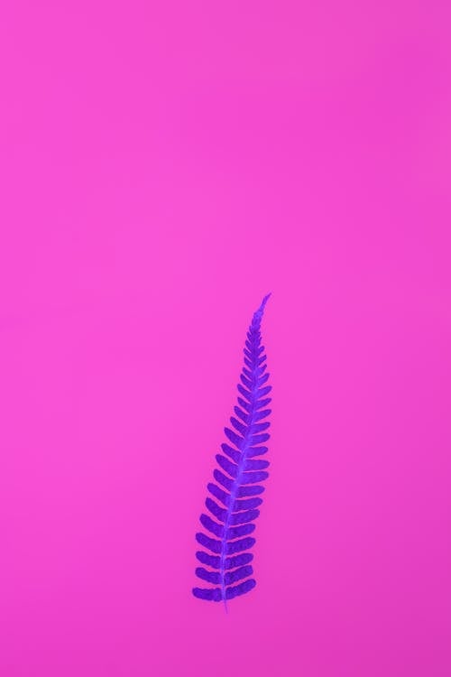 Free Green Plant in Pink Background Stock Photo
