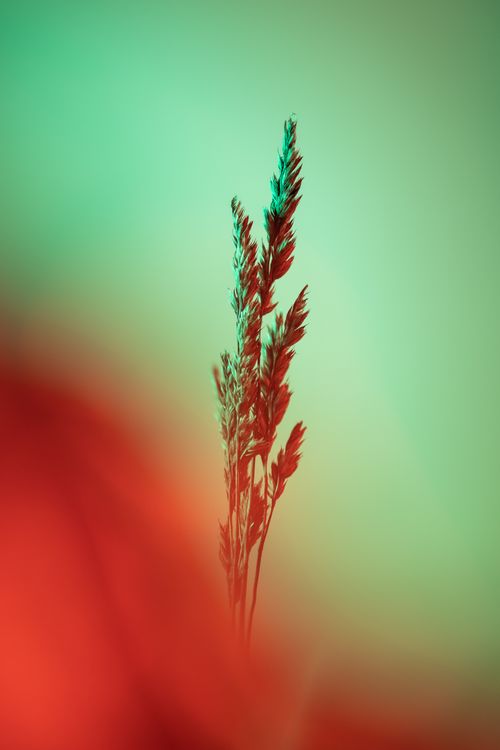 Free Single stalk of grass with a red and green artistic background. Stock Photo