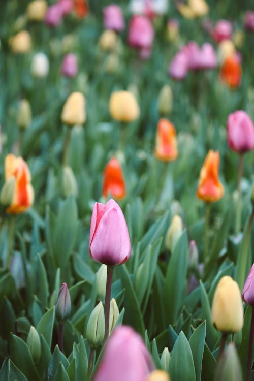 Foto d'estoc gratuïta de flor rosa, flors, fotografia de flors