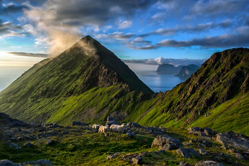 Curious sheep in a mountain scape