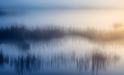 Cane Growing in Water on Dawn