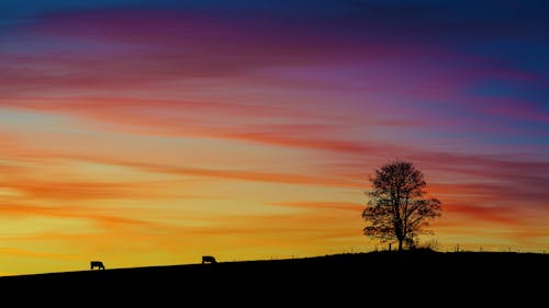 Silhouettes of Tree and Cattle on Horizon on Sunset