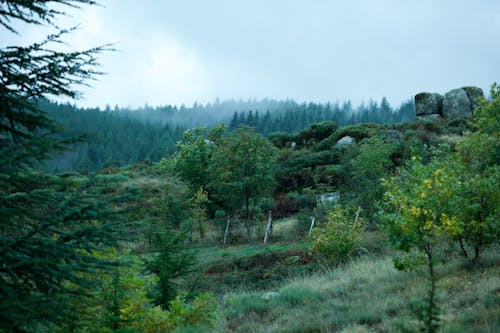 Coniferous Forest in a Valley 