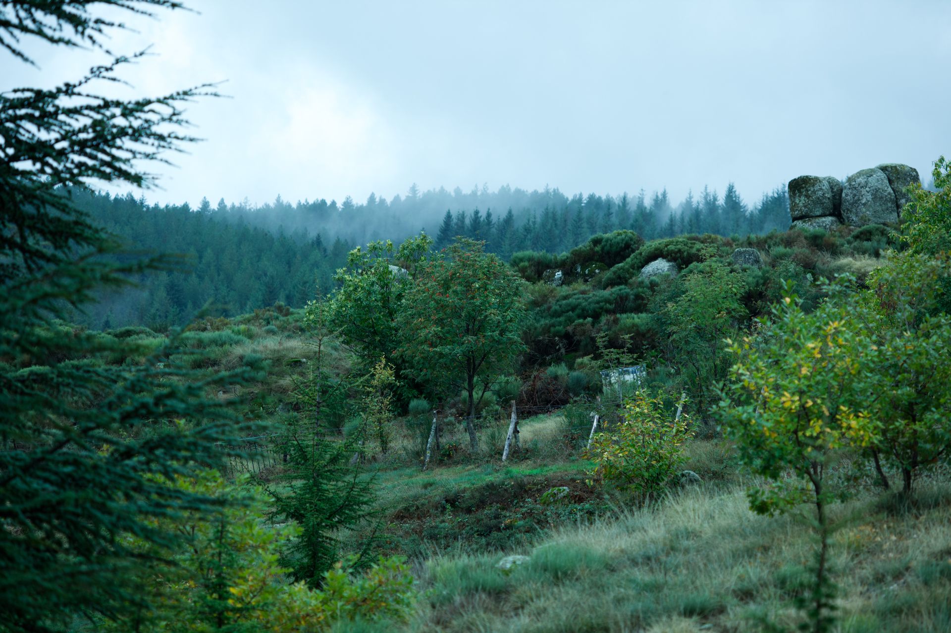 Forêt dans la brume sur le plateau ardéchois