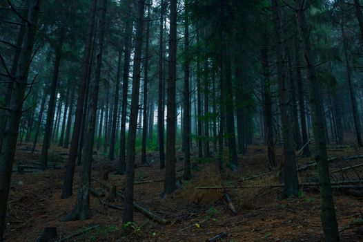 Mystical pine forest in Montselgues, France showcasing tall tree trunks and dense foliage.