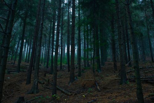 Free Mystical pine forest in Montselgues, France showcasing tall tree trunks and dense foliage. Stock Photo