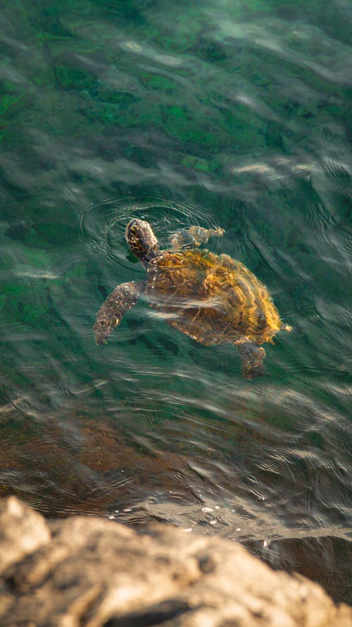 A Turtle Swimming on the Water Surface
