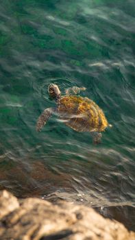 A marine turtle gracefully swimming in clear, greenish waters, viewed from above.
