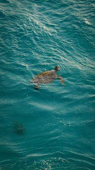 A lone sea turtle glides through the clear blue waters, showcasing nature's serene beauty.