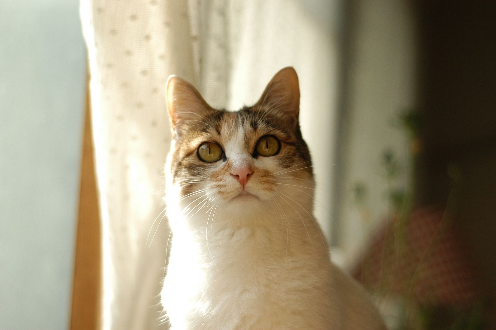 Portrait of a cat at a veterinary clinic
